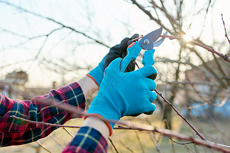 春季季节性园艺 种植果树 剪剪剪植物成人切割女士工作木头季节修枝金属工具图片