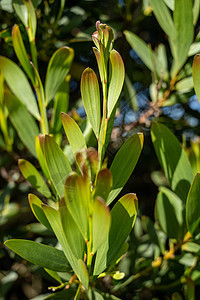 阿卡西亚植物群白色黑木季节绿色植物树叶种子花瓣合欢图片