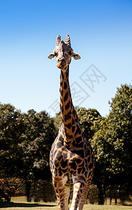 安哥拉长颈鹿也被称为牛角野生动物动物斑点图片