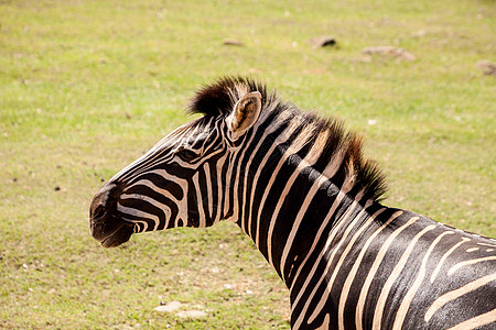 黑白斑马美丽的黑白平原斑马Equus 夸果a平原荒野蹄子白色头发斑马黑色动物背景