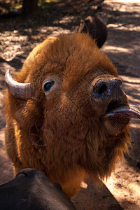 美国红野牛也叫比辛野牛或美国水牛野生动物动物金发舌头牛角哺乳动物野牛平原棕色偶数图片