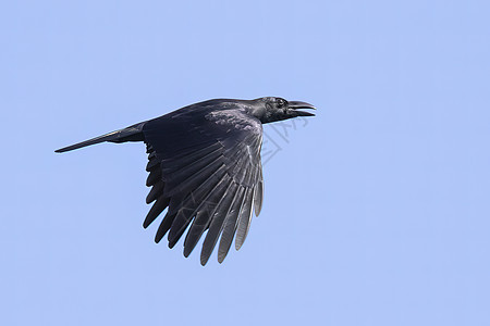 乌鸦的翅膀向清蓝的天空飞来 鸟儿 野兽动物群蓝天猎物自由蓝色荒野观鸟羽毛鸟类野生动物图片