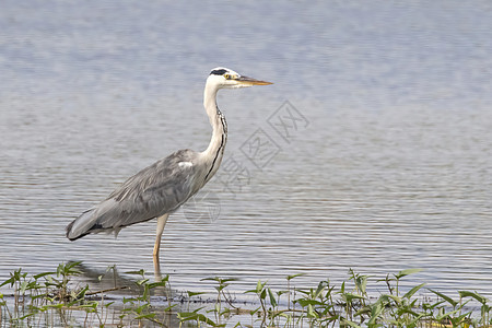 灰色海绵在自然背景上站在沼泽中的图像眼睛羽毛河流野生动物动物湿地动物群湖鸟叶子蓝色图片
