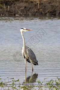 灰色海绵在自然背景上站在沼泽中的图像湿地长颈滨鸟火鸡湖鸟叶子动物涉水脖子野生动物图片