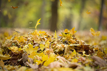 金色干燥的山坡叶在地面上空中盘旋 公园秋季风景季节植物晴天花园活力绿色环境森林叶子黄色图片