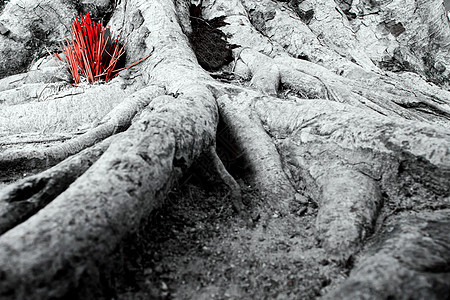 拜神用香棒在班扬树根上献香寺庙文化上帝榕树信仰背景图片