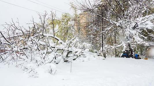 大树在四月大雪后倒塌 气候温和的地区图片