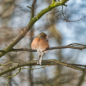 冬天一棵树上 有一块白的果实晴天雀科橙子荒野花园观鸟鸣禽动物群野生动物动物图片