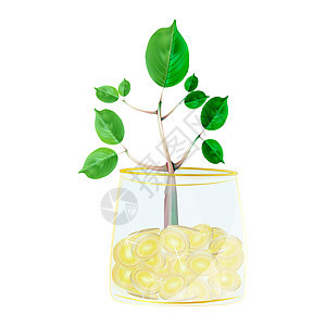 在白色背景隔绝的金钱树 植物生长在透明玻璃花盆满硬币中图片