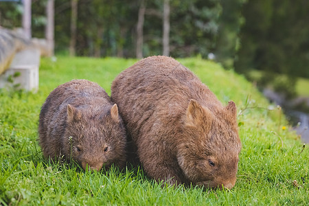 Wombat和她的孩子在Bendeela营地的草地上放牧食肉环境婴儿野生动物捕食者荒野生活森林哺乳动物动物图片