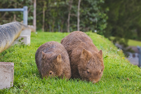 Wombat和她的孩子在Bendeela营地的草地上放牧野生动物鼻子毛皮公园危险哺乳动物袋熊动物群婴儿捕食者图片