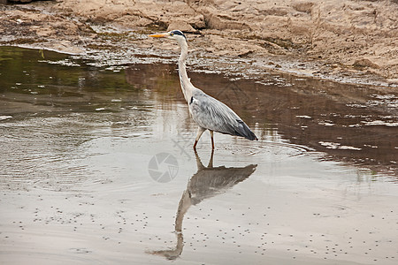 Grey Heron(阿迪亚) 13721图片