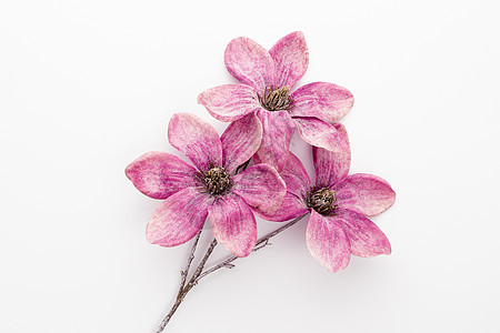 粉红木兰花在白色背景中被孤立叶子花园粉色植物学植物花瓣紫色植物群图片