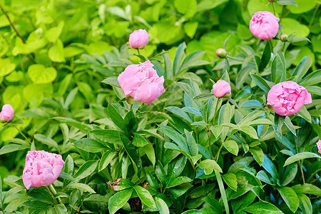 在花园里露出粉红小精灵的灌木丛衬套芍药香气牡丹生长园林植物学花瓣文化生态图片