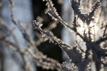 树枝上的霜霜材料场景阳光季节柔软度雪花天空公园植物森林图片