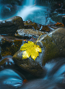树叶黄秋叶叶在湿石块上躺着 长期接触照片 瀑布和水的缓慢闭门摄影 秋季概念下的美丽森林自然 (笑声)背景