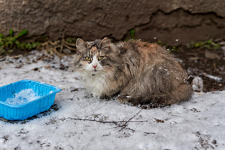 小毛猫坐在空碗旁的雪中图片