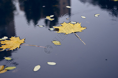 秋季概念 黄色枫叶在水坑里 秋天寒冷的雨天 自然秋季的鲜艳色彩图片