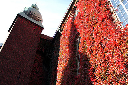 有装饰常春藤门面的房子 房子的墙壁隐藏在深红色的秋叶下 设计的自然秋天概念树叶建筑学植物群花园植物学红砖城市植物建筑框架图片