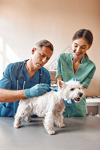 一名中年男性兽医为一只小狗注射针剂 而其女性助理则持有一个病人 Vet诊所 Vet诊所图片