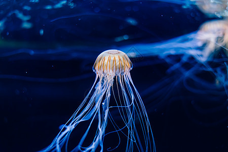 一群在水族馆游泳的浅蓝色水母海洋学动物异国团队生物海洋潜水潜艇危险蓝色图片