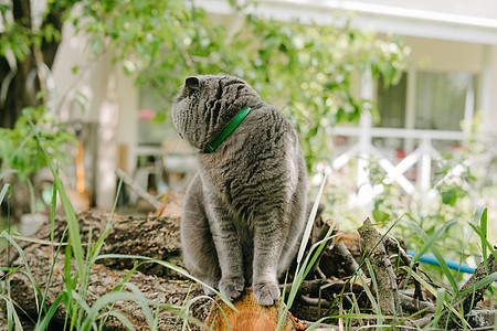 灰猫站在砍伐的树上的木头上日志院子跳蚤栅栏宠物食肉预防小猫动物保护图片
