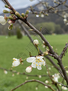 春时的杏树枝紧紧地开花 树枝的肖像和模糊背景上的芽状气候变化植物学生态唤醒分支机构新生活植物群栖息地气候生长图片