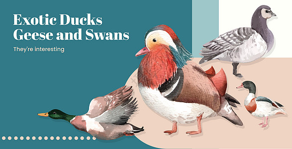 带有鸭子和天鹅概念的广告牌模板 水彩风格野生动物生活移民荒野插图水禽保真度婚姻动物羽毛图片