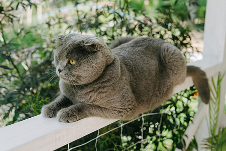 一只美丽的猫 带着寄生虫的绿领食肉捕食者阳台宠物阳光晴天护理预防动物跳蚤图片