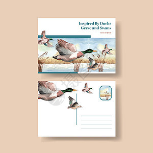 带有鸭子和天鹅概念的明信片模板 水彩风格水禽生活伴侣邀请函游泳脖子婚礼动物野生动物广告图片
