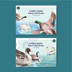 带有鸭子和天鹅概念的明信片模板 水彩风格游泳荒野婚姻移民营销野生动物卡片伴侣生活手绘图片