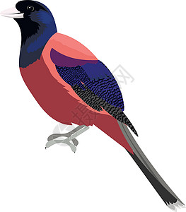 Lidth 的松鸦鸟 它制作图案卡通矢量图片