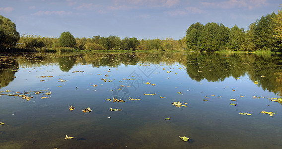 农村的平静池塘 自然界中绿林附近有宁静水的神奇湖风景植被水平植物群绿色生长自由支撑植物盆地图片