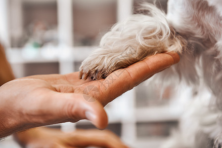 很高兴认识你 兄弟 在兽医诊所把狗爪抓起来的兽医手拉紧了 小宠物护理概念图片