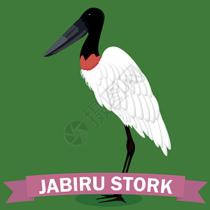 Jabiru 鹳属卡通 bir图片