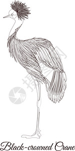 黑冠鹤轮廓鸟着色 vecto图片