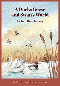 带有鸭子和天鹅概念的海报模板 水彩风格移民婚礼游泳营销传单荒野插图手绘羽毛伴侣图片