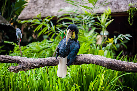 巴厘Blanco博物馆中的鸟类动物群荒野翅膀八哥羽毛旅行游客动物园蓝色孩子图片