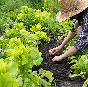 戴草帽的年轻女孩从事园艺工作园丁收成植物菜园培育农场地面绿色植物爱好花园图片