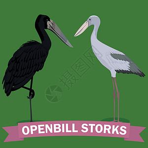openbill 鹳属卡通 bir背景图片
