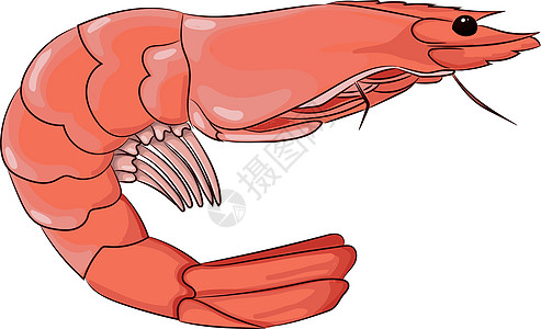 粉红虾手绘隔离图片