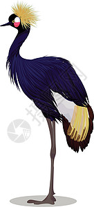 黑丹顶鹤卡通鹤科自然起重机羽毛白色黄色黑色尾巴翅膀荒野图片