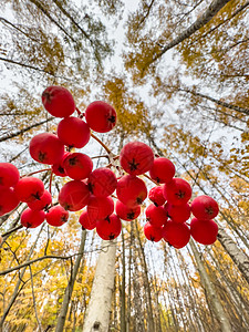 秋季公园 黄叶和黑树枝背景下树枝上红色罗文浆果的特写羽毛森林叶子花园水果季节乌龟野生动物画眉植物图片