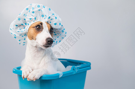 有趣的友善狗杰克罗塞尔泰瑞尔在白色背景的浴帽上用泡沫洗浴 复制空间温泉蓝色帽子药品卫生间气泡浴缸沙龙小狗塑料图片