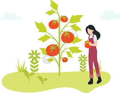 一个拿着西红柿的女孩站在花园农场的西红柿树旁图片