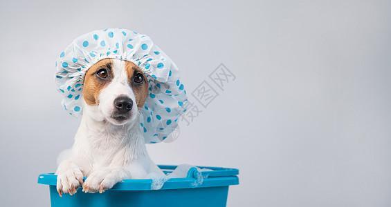 有趣的友善狗杰克罗塞尔泰瑞尔在白色背景的浴帽上用泡沫洗浴 复制空间药品宠物塑料浴缸蓝色沙龙护理身体洗剂温泉图片