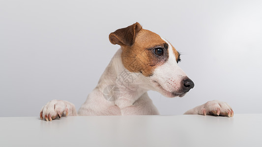 美丽的纯洁的杰克罗素泰瑞尔狗从白色背景的横幅背后偷看 复制空间犬类木板情感广告牌床单卡片动物小狗纸板广告图片