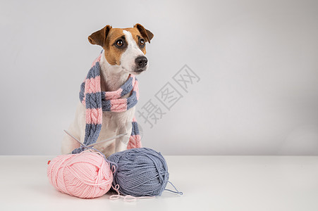 狗杰克罗塞尔特瑞尔编织了白色背景的围巾手工羊毛衣服快乐服饰小狗犬类猎犬天气朋友图片