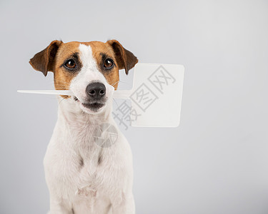 嘴里有白色背景的标志 这只狗拿着一个假广告哺乳动物训练横幅卡片纸板猎犬宠物动物工作室冒充图片