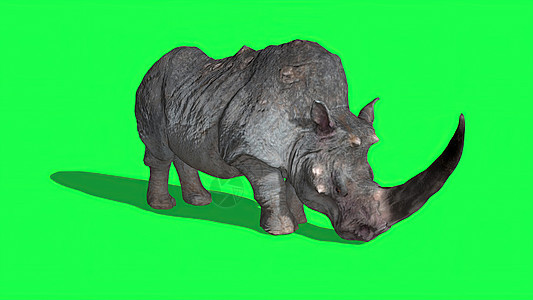 3d 插图绿色屏幕上的犀牛小牛婴儿动物园衬套眼睛皮肤国家母亲野生动物公园背景图片